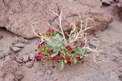 TREKKING NEL DESERTO DI ATACAMA 2015